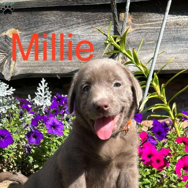 Millie, Silver Labrador Retriever Puppy